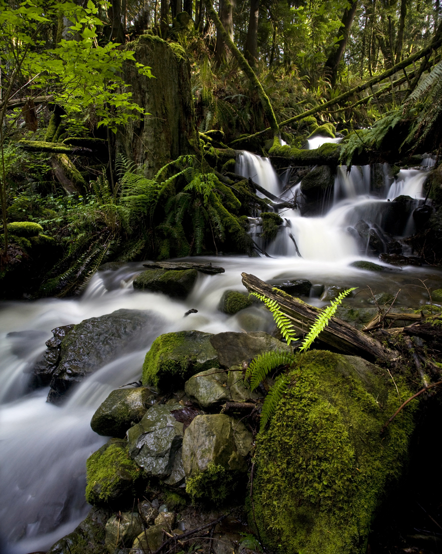 Moss Bellingham Falls